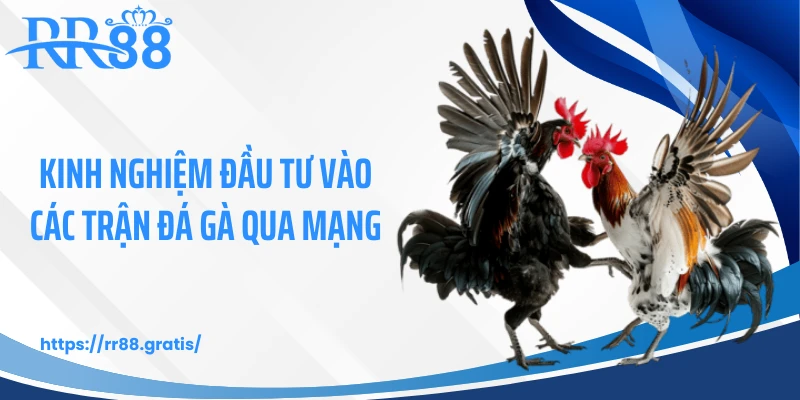 Kinh nghiệm đầu tư vào các trận đá gà qua mạng